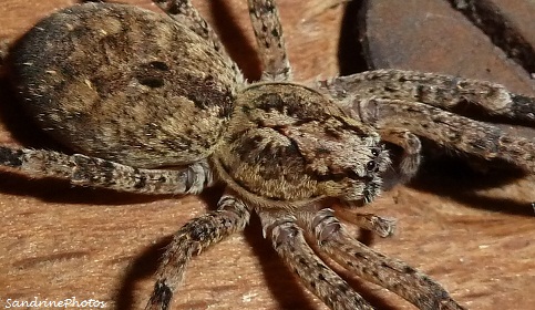  Zoropsis spinimana, araignée des garages, Spiders, Zoropsidae, Bouresse Poitou-Charentes (2)