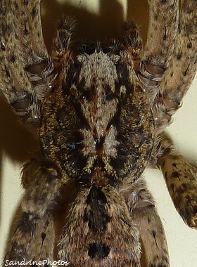 Zoropsis spinimana, araignée des garages, Spiders, Bouresse, Poitou-Charentes 86
