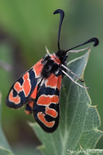 Zygaena fausta, Zygène de la petite Coronille, Zygènes, Papillons de nuit, La Renardière, Chemin de Lizonne, Ariège, mai 2023 (126)