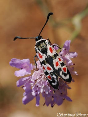 Zygène d`Occitanie, Zygaena occitanica, Papillon de nuit rouge, blanc et noir, Black, red and white moth, South of France, Lagrasse, Aude, Languedoc-Roussillon (1)