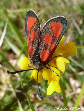 Zygène du lotier, Zygaena loti, Papillons de jour, Papillon noir et rouge, Black and red like blood butterflies, papillons de nuit, Moths and butterflies of Poitou-Charentes (3)